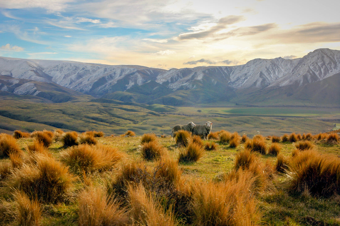 glerups farm new zealand